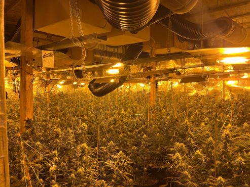 Cannabis-Plantage in einem Raum