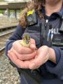 In den Händen einer Polizeibeamtin sitzt ein Küken, im Hintergrund sind Bahngleise zu sehen. 